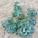 Crambe maritima Blad