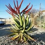 Aloe ferox Hábitos