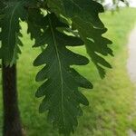 Quercus alba 葉