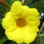 Allamanda cathartica Flor
