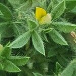 Leobordea platycarpa Λουλούδι