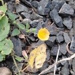 Sida cordata Floare