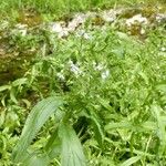 Veronica anagallis-aquatica Other