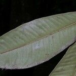 Ardisia fimbrillifera Leaf