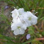 Phacelia ciliata Flower