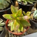 Sedum adolphi List