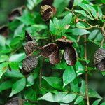 Cynometra mannii Frucht