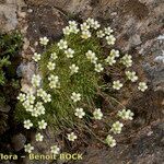 Saxifraga muscoides Habitus