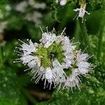 Mentha suaveolens Flor