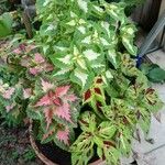 Coleus decurrens Hostoa