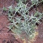 Eryngium triquetrum Folio