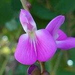 Canavalia rosea Flower