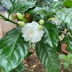 Jasminum sambac Fleur