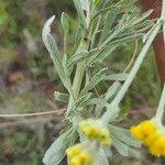 Helichrysum odoratissimum Deilen