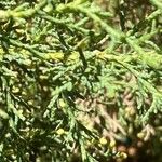 Cupressus lusitanica Fuelha