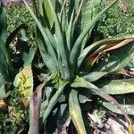 Agave palmeri Blatt