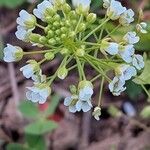 Thlaspi arvense Flower