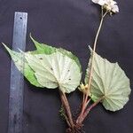 Begonia urophylla Egyéb