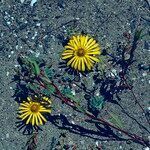 Chaetanthera glabrata Flor