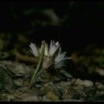 Allium atrorubens Blomma