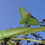 Dioscorea trifida Plod