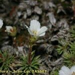 Saxifraga burseriana Habitat