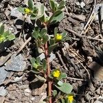 Portulaca oleraceaΛουλούδι