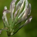 Trifolium clypeatum Flower