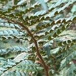 Polystichum polyblepharum Hoja
