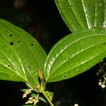 Miconia rubescens List