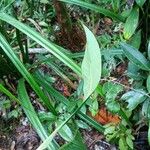 Ixora sparsifolia