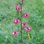 Lilium martagonBloem