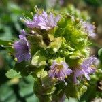 Mirabilis laevis Fleur