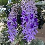 Petrea volubilis Blüte