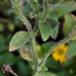 Petunia spp. Rusca