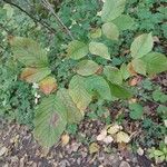 Ostrya virginiana Leaf