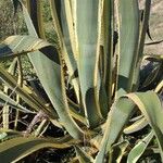 Agave americana Fuelha