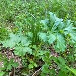 Heracleum sosnowskyi Natur