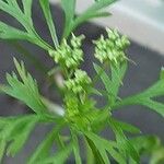 Coriandrum sativum Λουλούδι