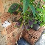 Amaranthus tricolorFeuille