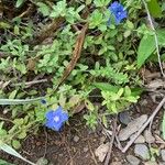 Evolvulus alsinoides Flower