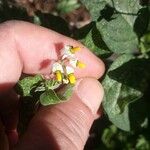 Solanum chenopodioides花