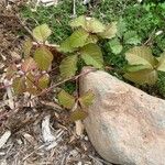 Toxicodendron radicans Leaf