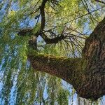 Salix × pendulina Bark