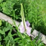 Physostegia virginianaBloem