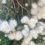 Melaleuca linariifolia Flors