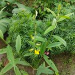 Crotalaria juncea Hoja