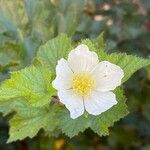 Rubus parviflorus Blodyn
