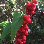 Smilax aspera Mbuma