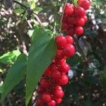 Smilax aspera Fruit